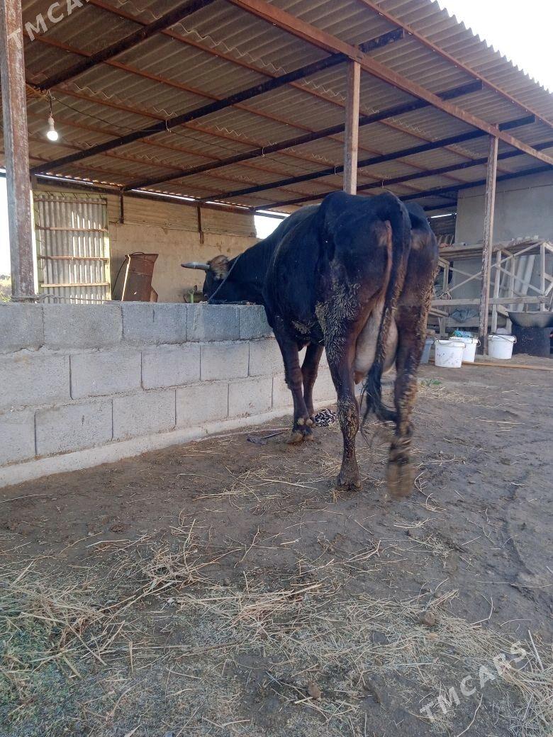 goleli sygyr - Ак-Бугдайский этрап - img 1