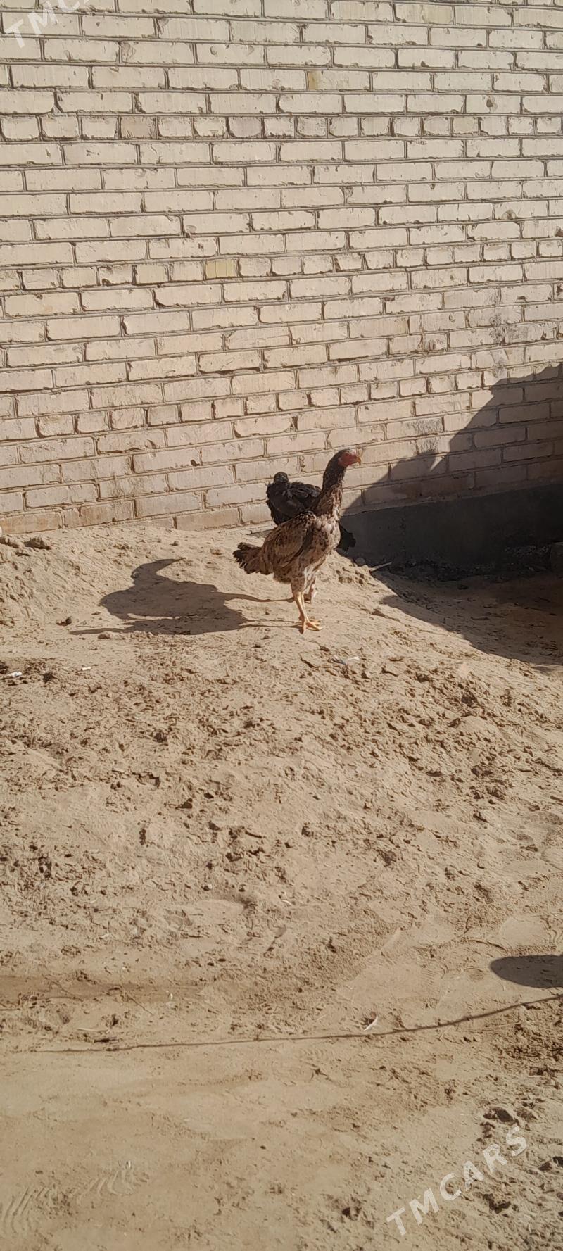 Baysy - Sakar - img 6