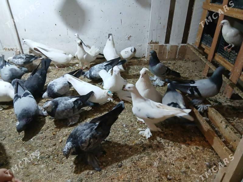 kepderi - Parahat 7 - img 7