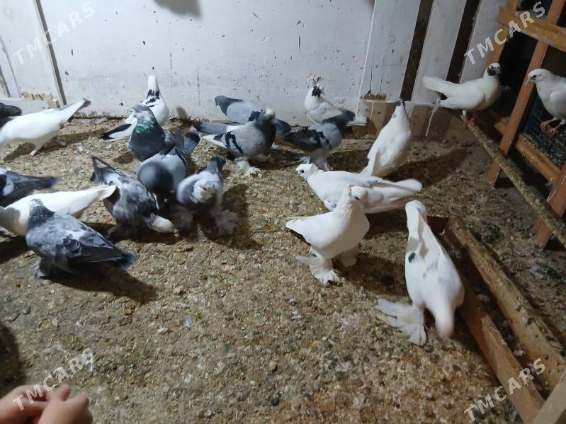 kepderi - Parahat 7 - img 2