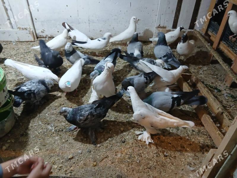 kepderi - Parahat 7 - img 3