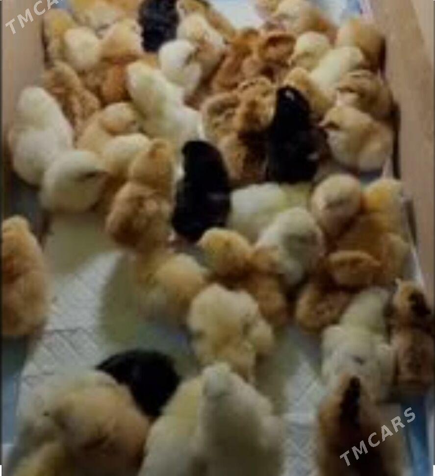 Bolgar jüýje - Howdan "W" - img 2