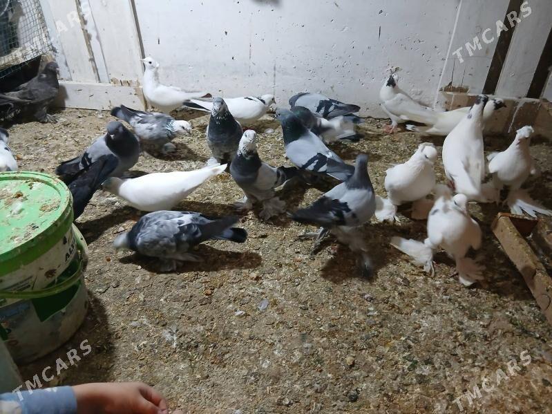 kepderi - Parahat 7 - img 5