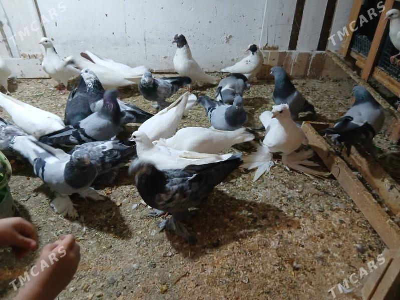 kepderi - Parahat 7 - img 4