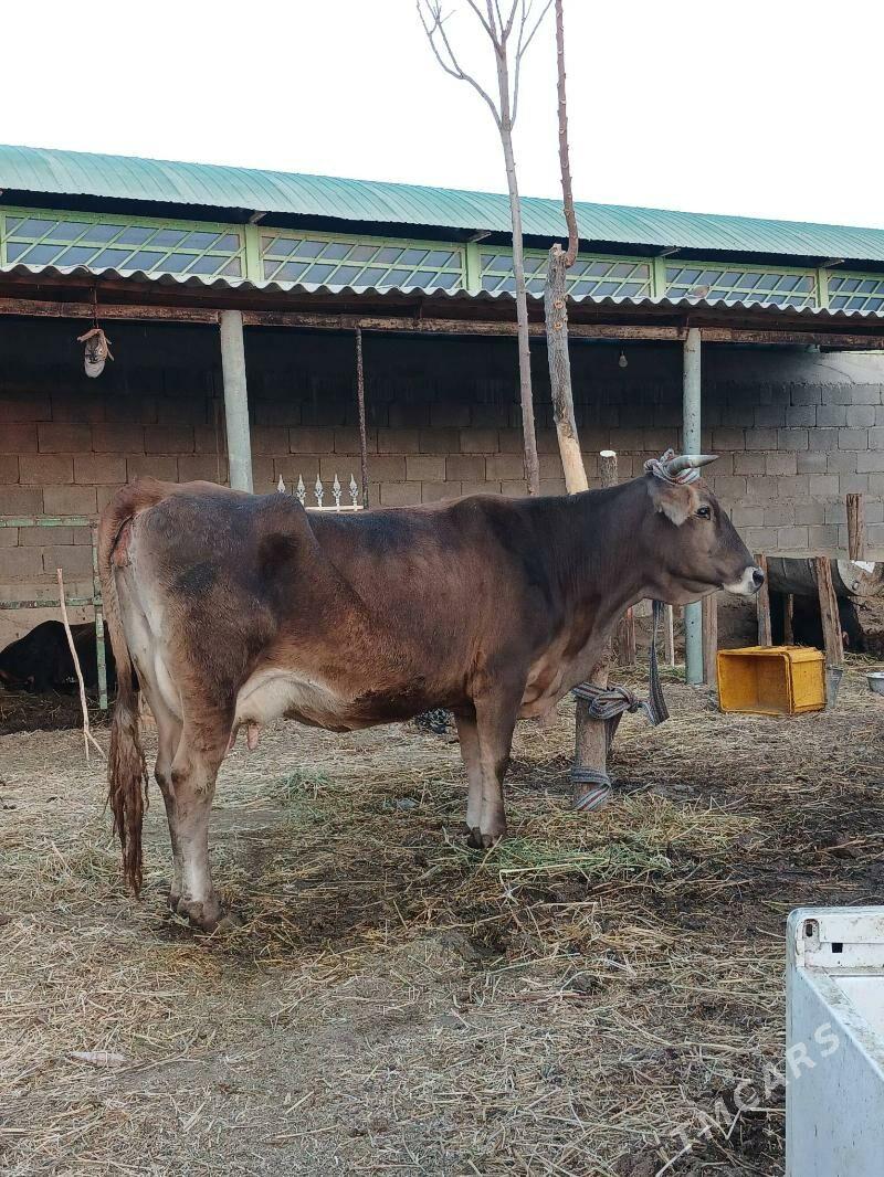 Sygyr - Гёкдепе - img 2