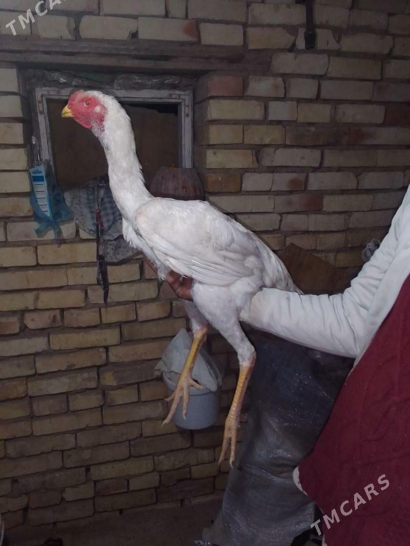 PARODA HORAZ - Мары - img 1