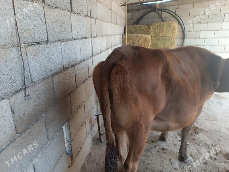 Bogaz sygyr - Мургап - img 4