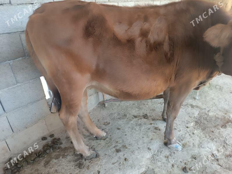 Bogaz sygyr - Мургап - img 3