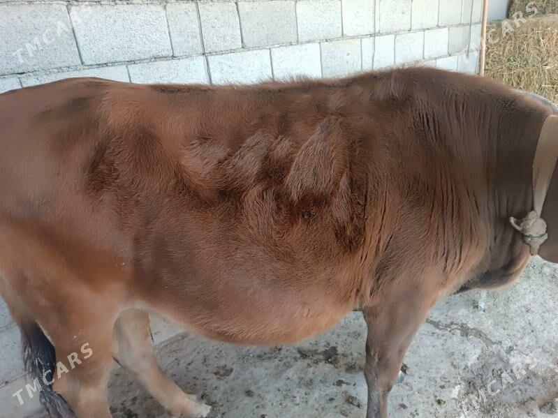 Bogaz sygyr - Мургап - img 2