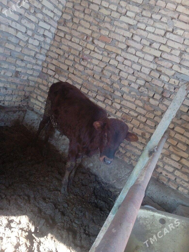 okuzler - Türkmenabat - img 1