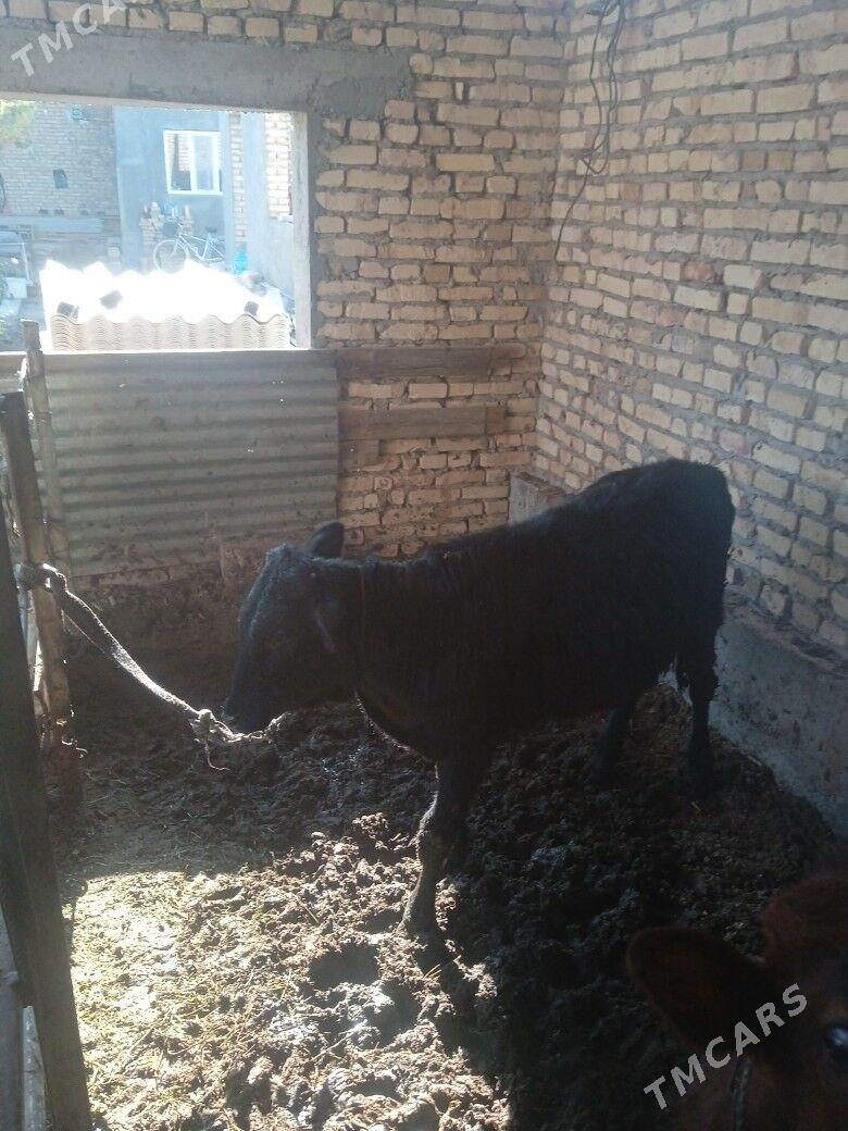 okuzler - Türkmenabat - img 2