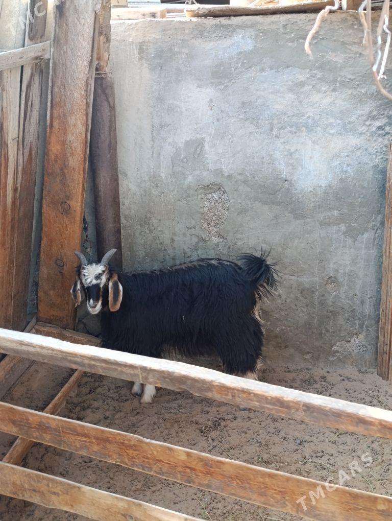 TOKLY DOG ÇEWİŞ - Хитровка - img 2