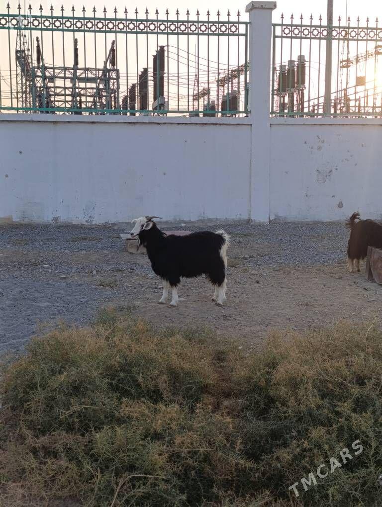 TOKLY DOG ÇEWİŞ - Хитровка - img 3