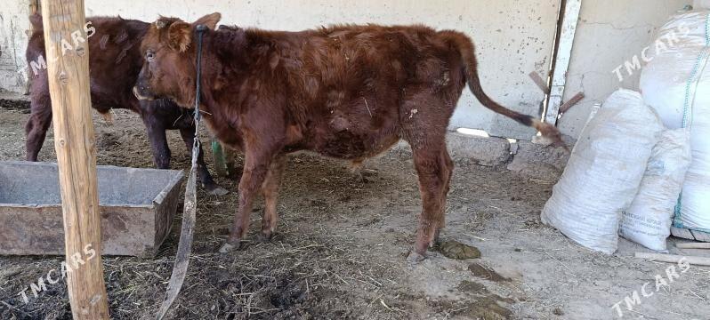 Ökizce - Sakarçäge - img 2