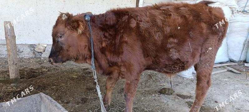 Ökizce - Sakarçäge - img 1