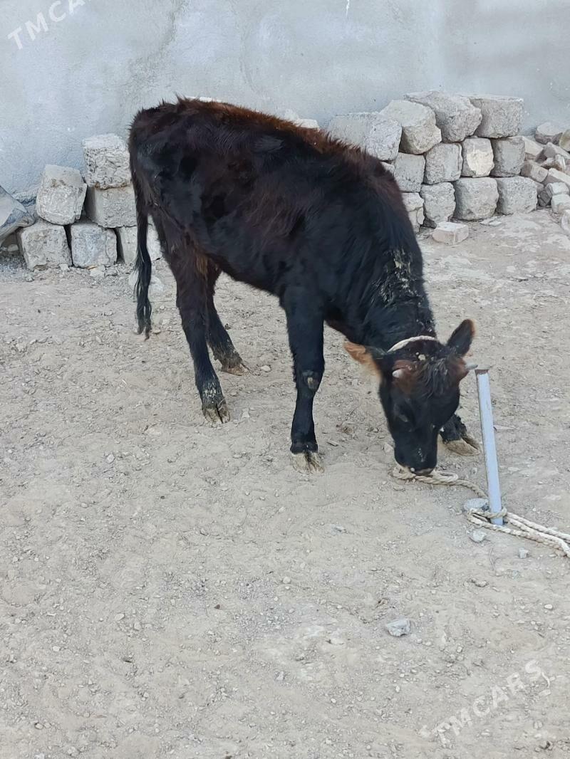 tuwe şwes - Büzmeýin - img 4