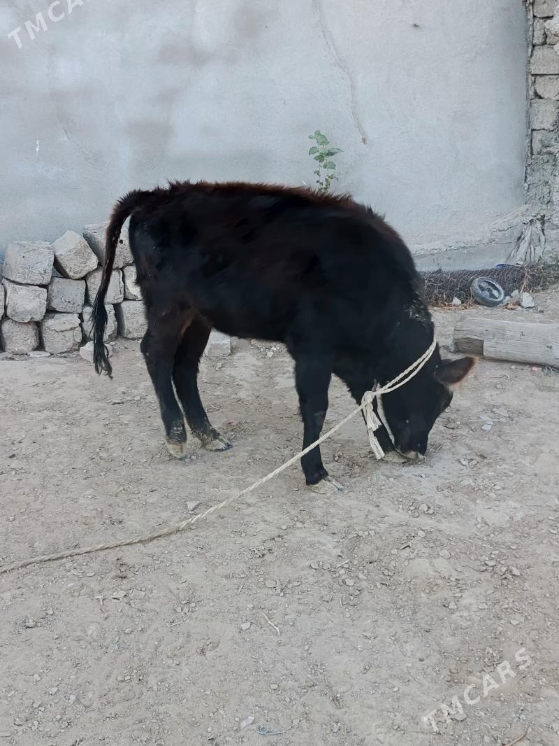 tuwe şwes - Büzmeýin - img 3