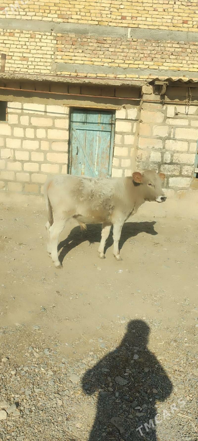 ökuz - Gyzylarbat - img 2