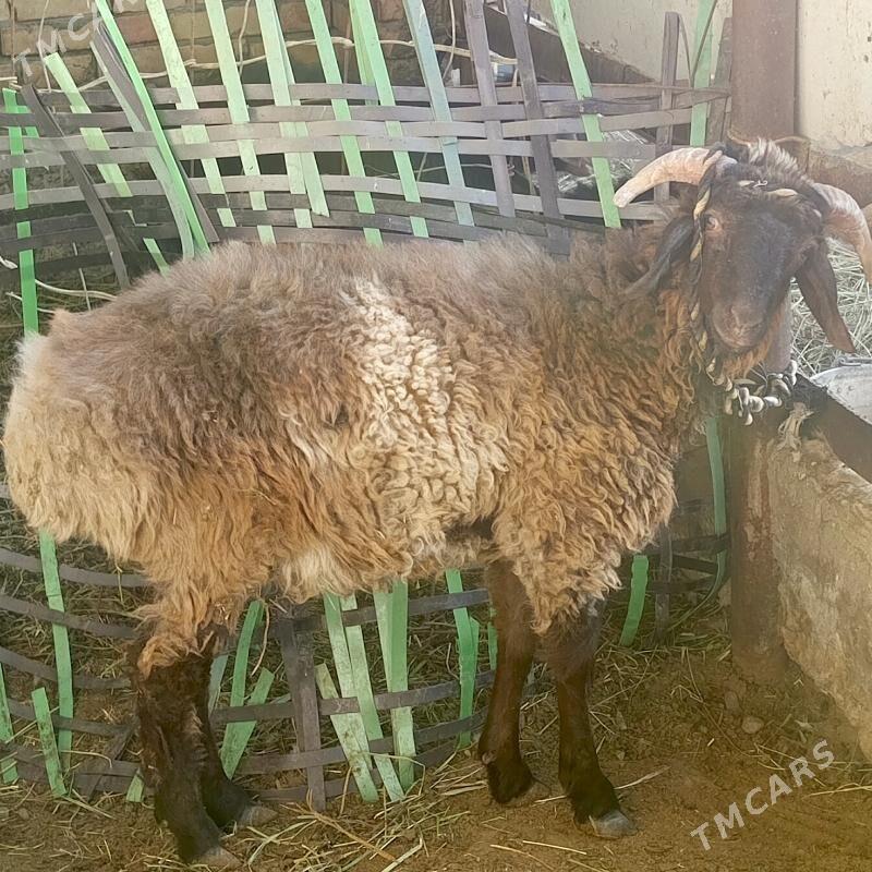 Madow tokly bicik - Гёкдепе - img 3