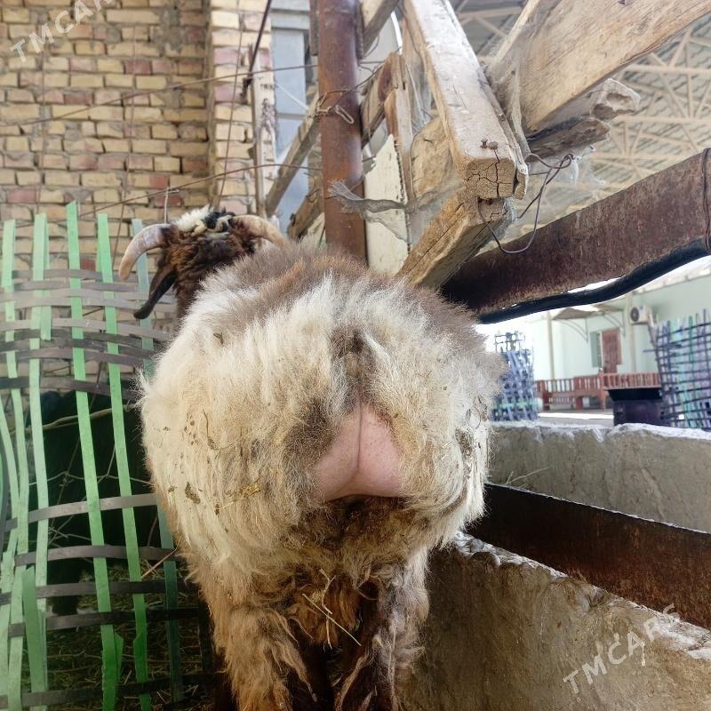 Madow tokly bicik - Гёкдепе - img 2