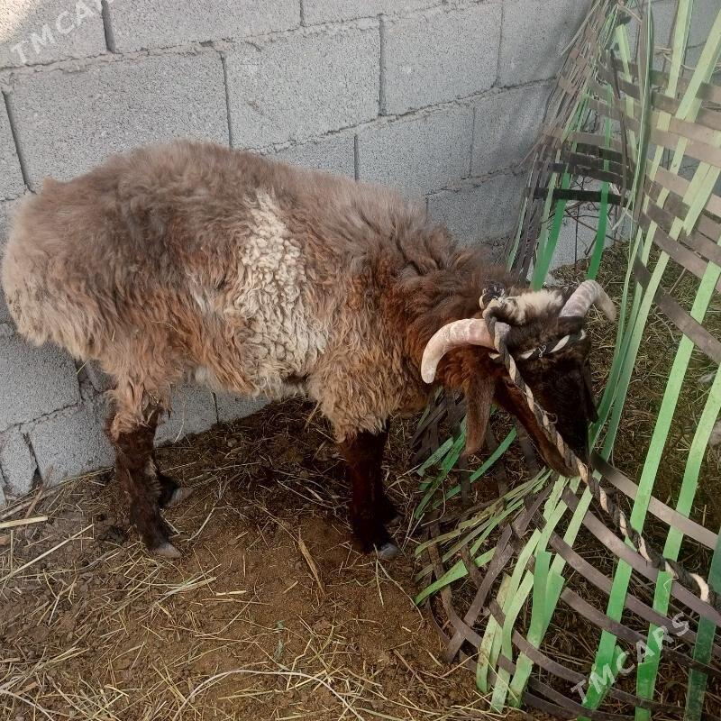 Madow tokly bicik - Гёкдепе - img 4