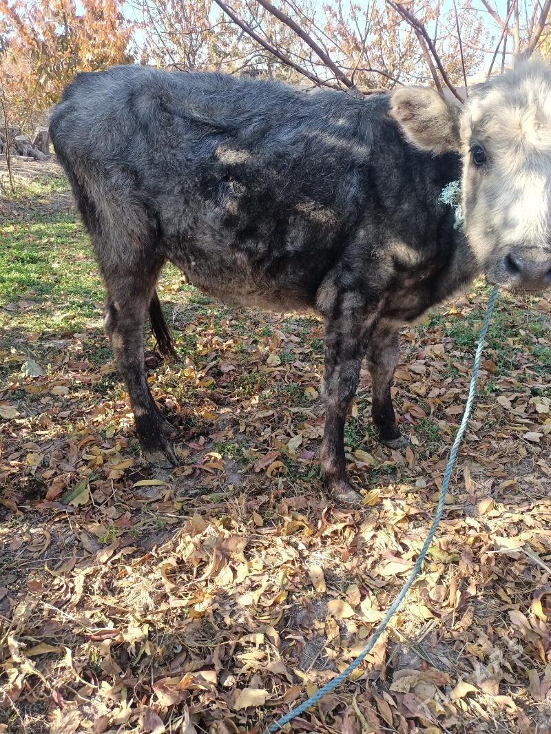 unajinlar - Çärjew - img 4