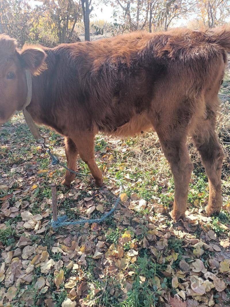 unajinlar - Çärjew - img 2