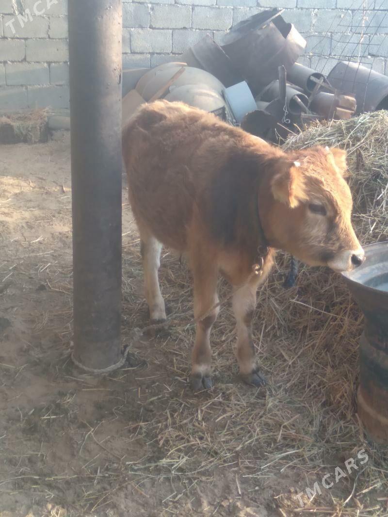 Sygyr göleli - Гёкдепе - img 4