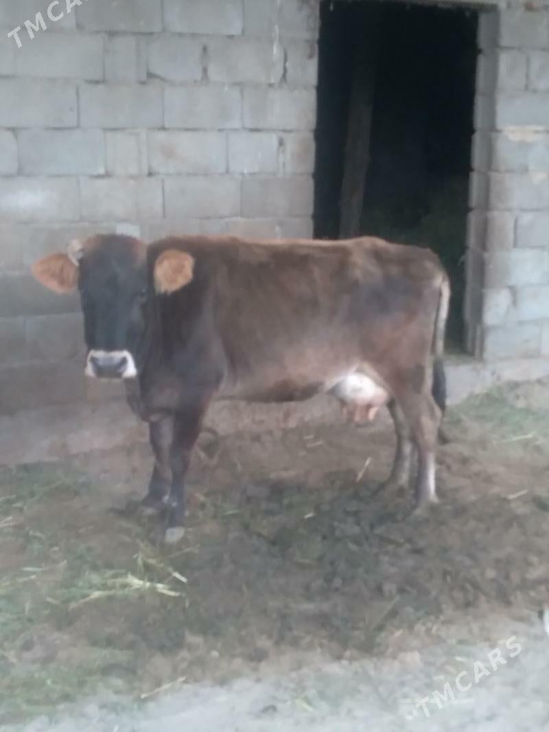 Sygyr göleli - Гёкдепе - img 2