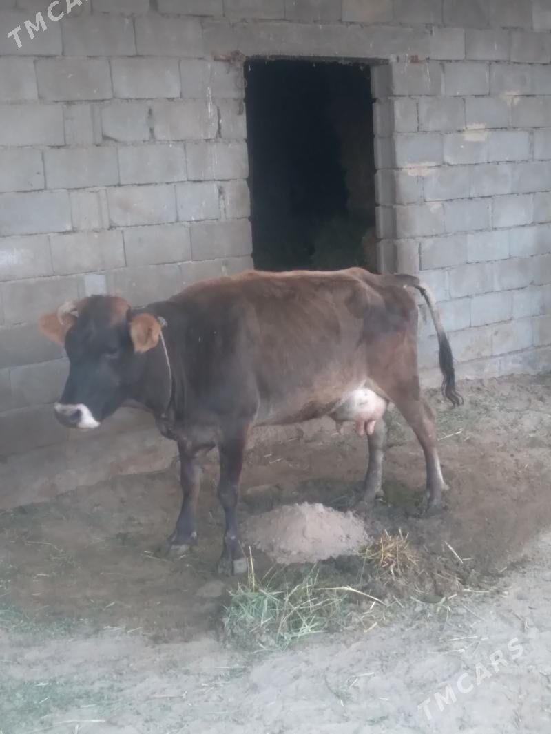 Sygyr göleli - Гёкдепе - img 3