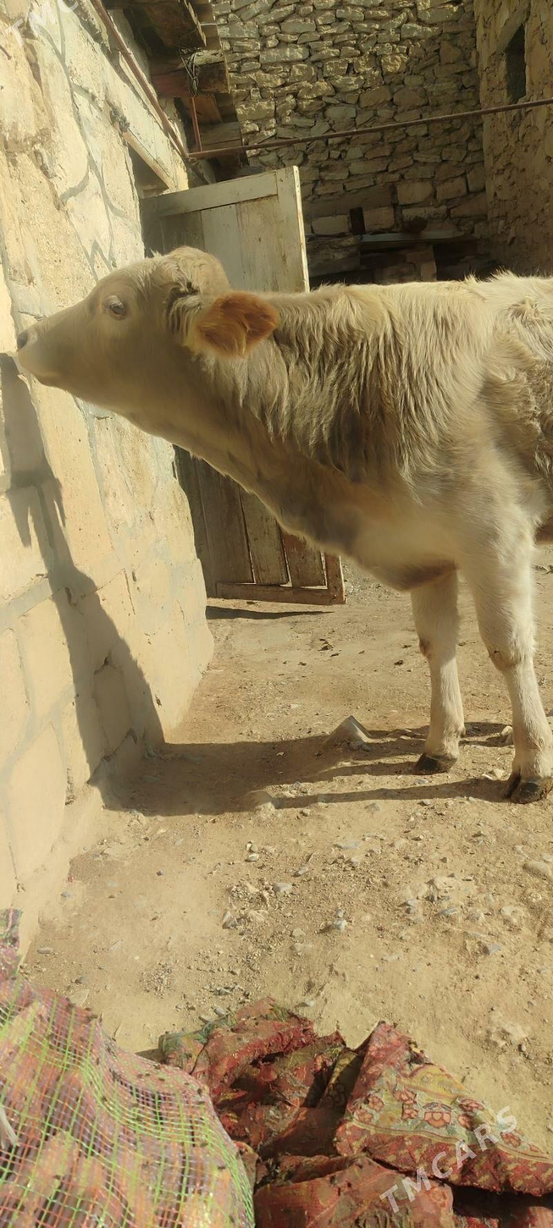 ökuz - Gyzylarbat - img 3