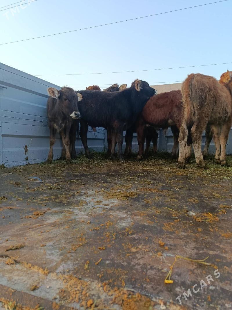 okuz ler - Büzmeýin - img 4