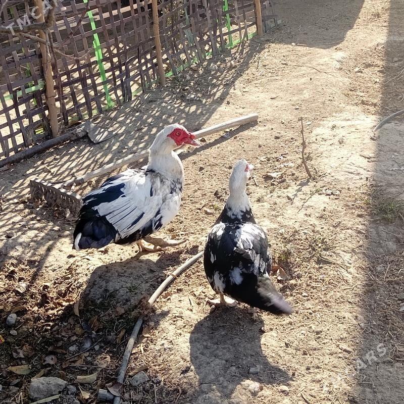 Ordekler - Gökdepe - img 1