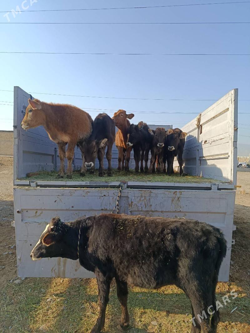 okuz ler - Büzmeýin - img 3