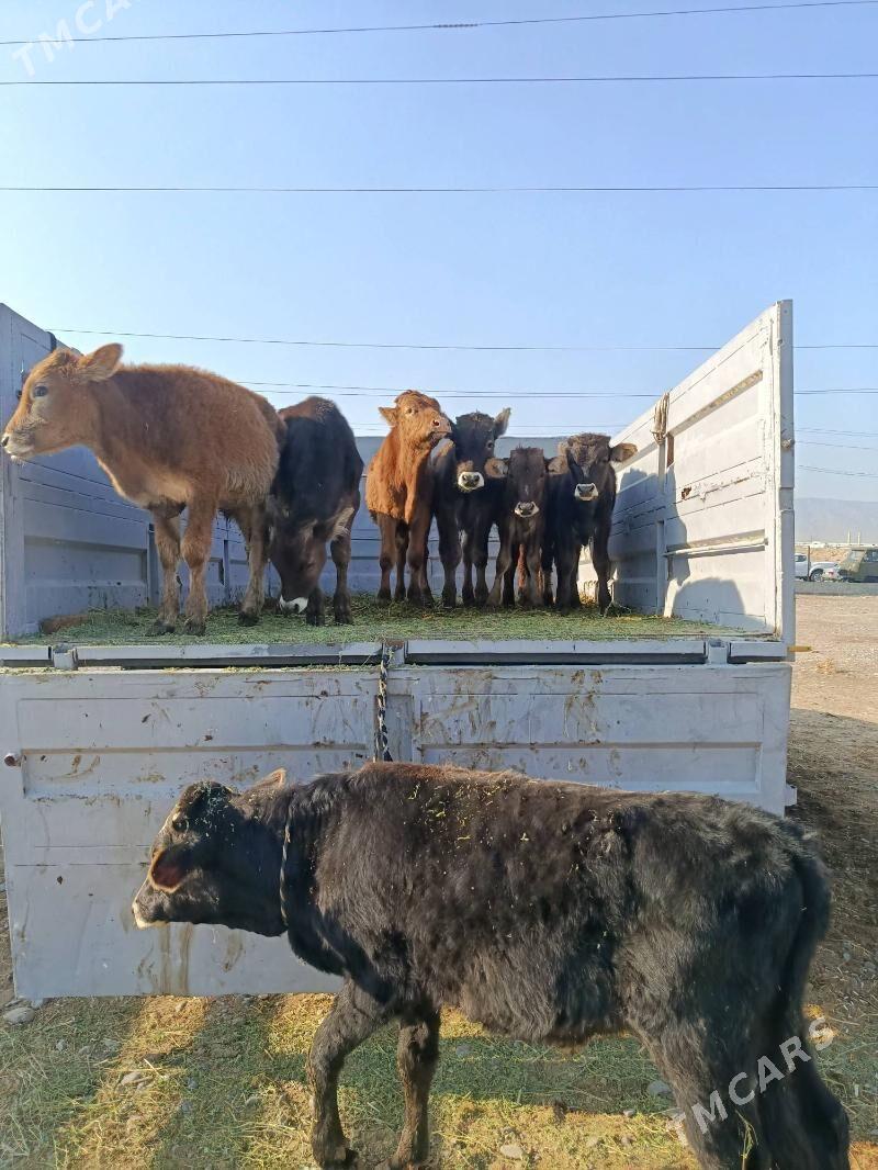 okuz ler - Büzmeýin - img 2