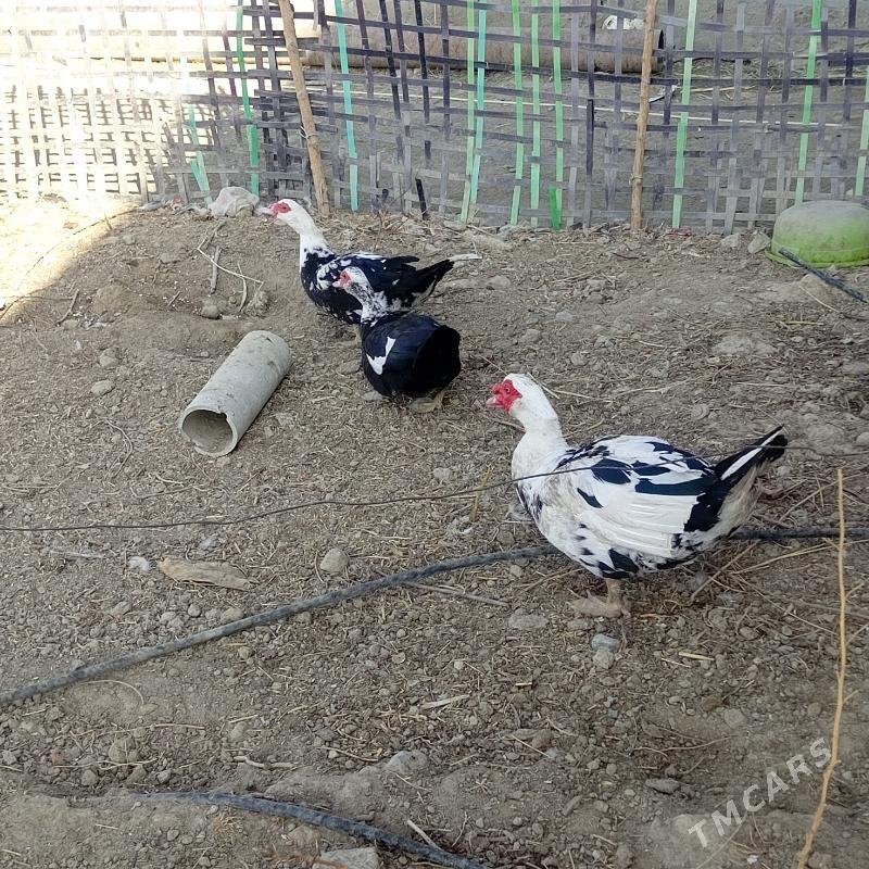 Ordekler - Gökdepe - img 2