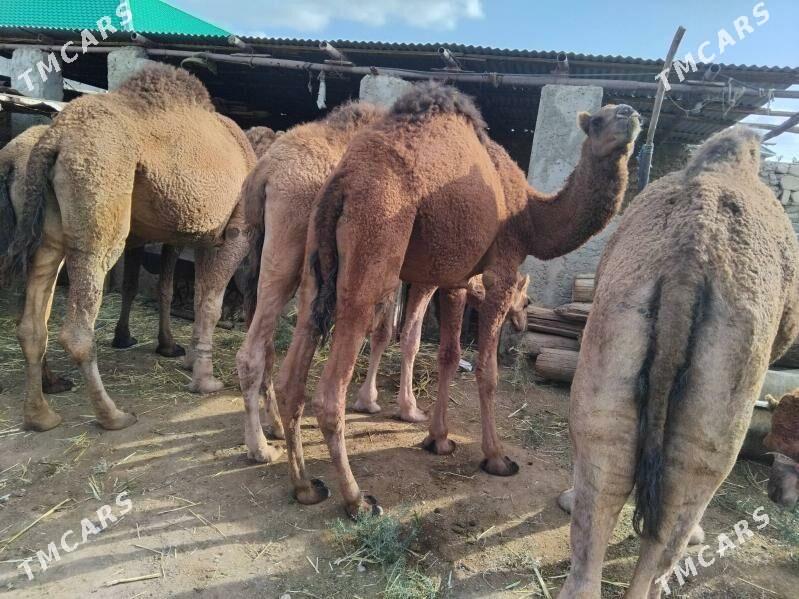 ogsuk - Бахарден - img 2