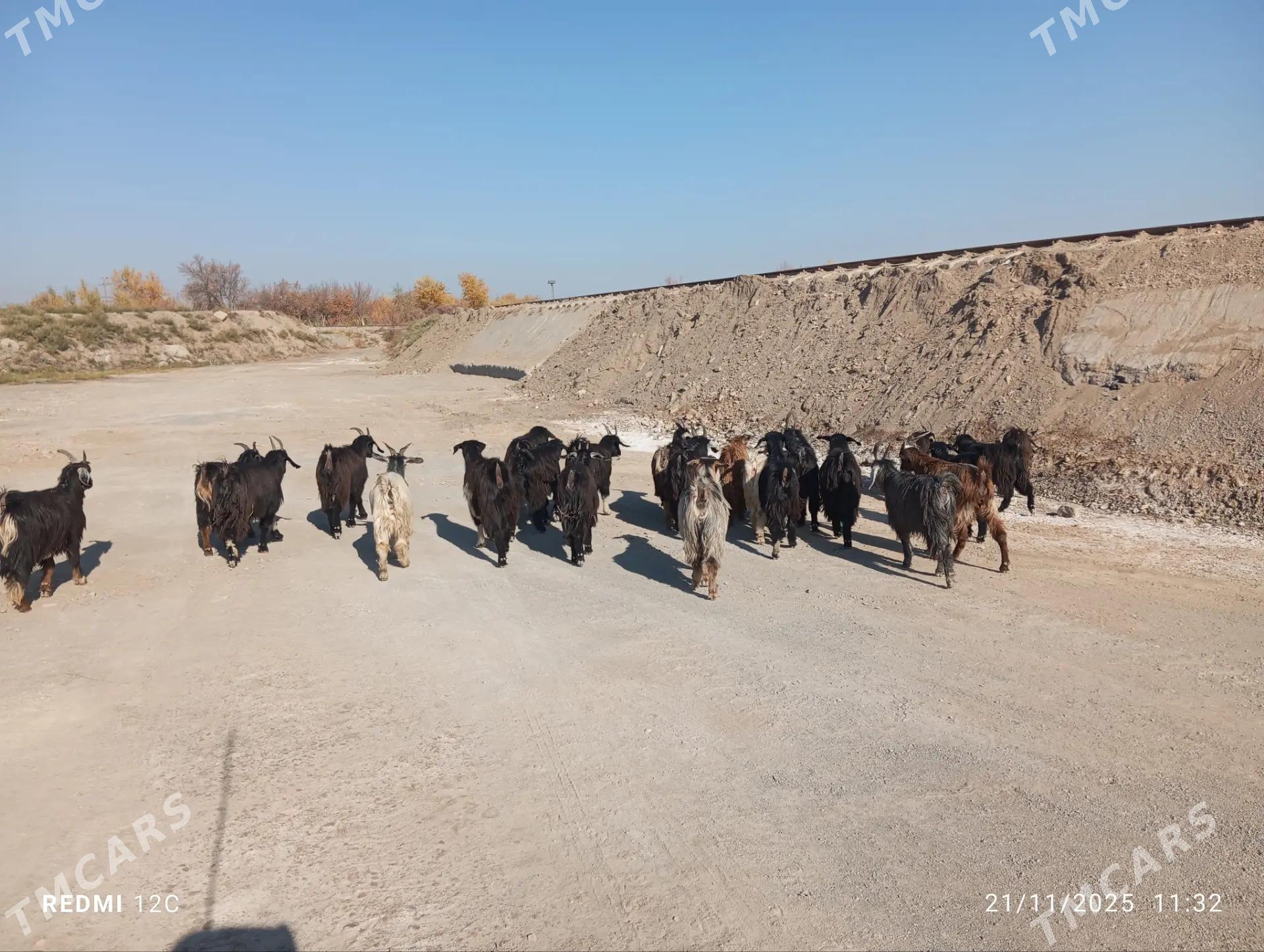 geçi we serke - Farap - img 8