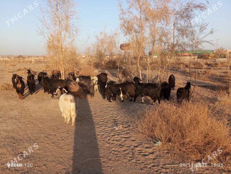 geçi we serke - Farap - img 5