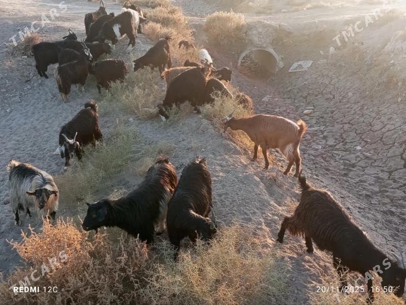 geçi we serke - Farap - img 4