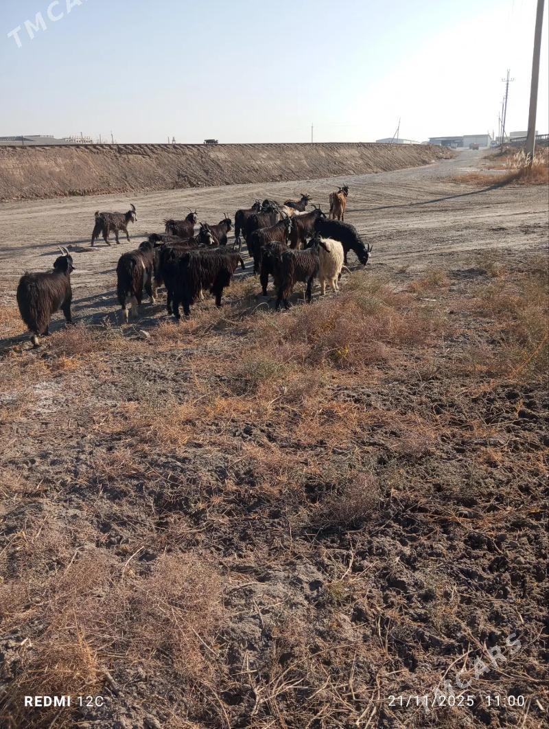 geçi we serke - Farap - img 7