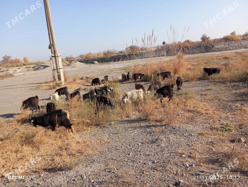 geçi we serke - Farap - img 9