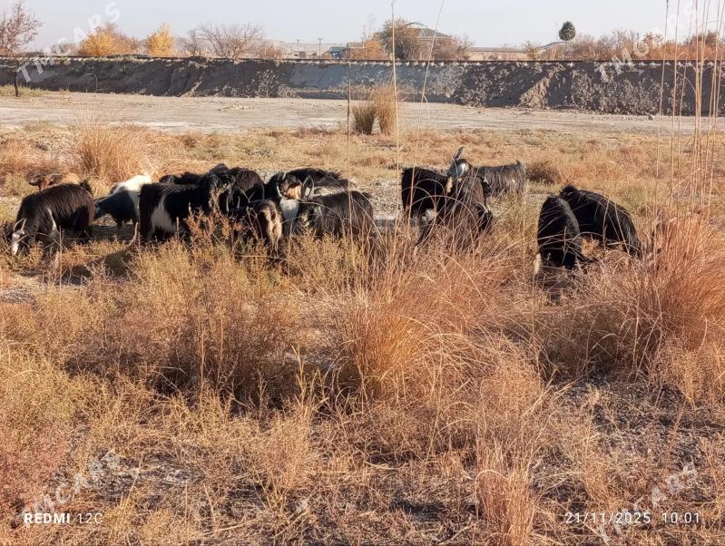 geçi we serke - Farap - img 3