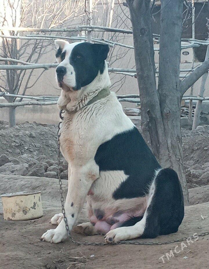 Turkmen Alabay Gujuk - Дашогуз - img 6