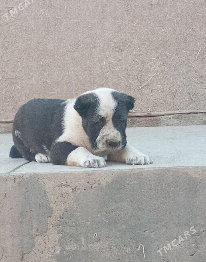 Turkmen Alabay Gujuk - Дашогуз - img 4