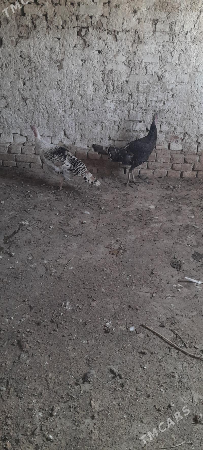 induk - Кака - img 3