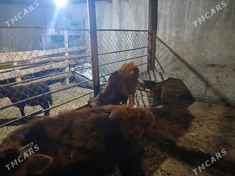 okuzler - Çoganly - img 2