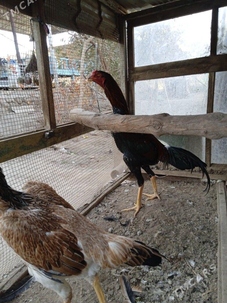 bayes - Керки - img 2