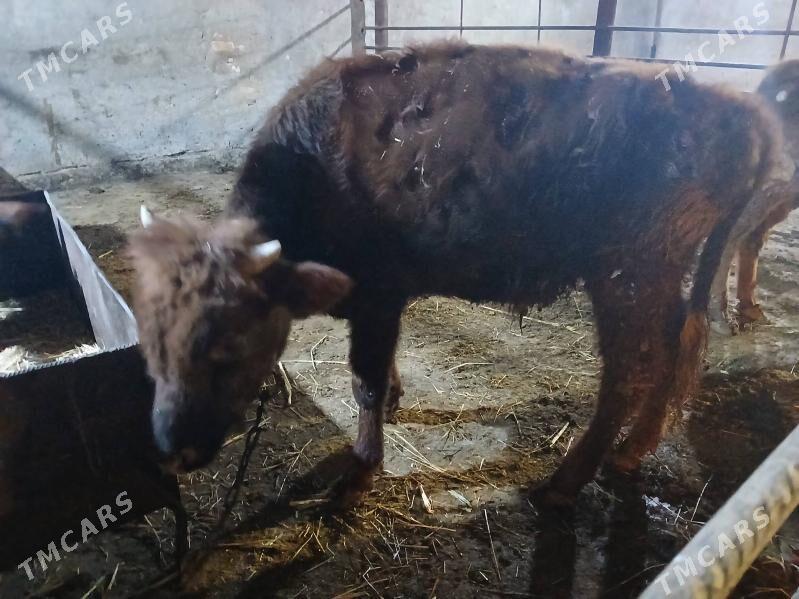 okuzler - Çoganly - img 4