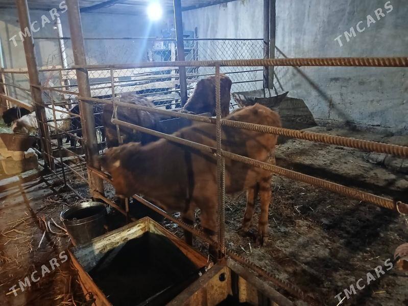 okuzler - Çoganly - img 3